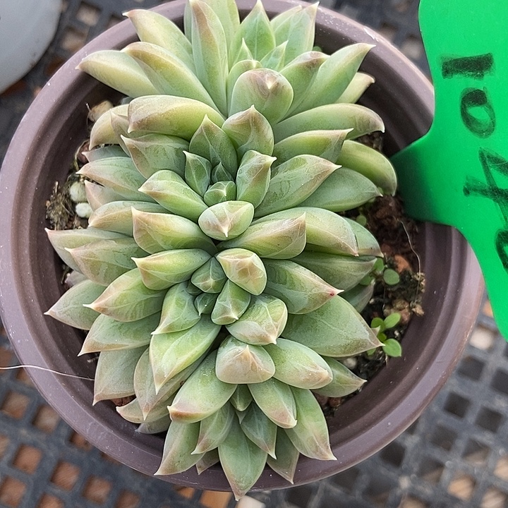 多肉植物幻影美人朵朵1040