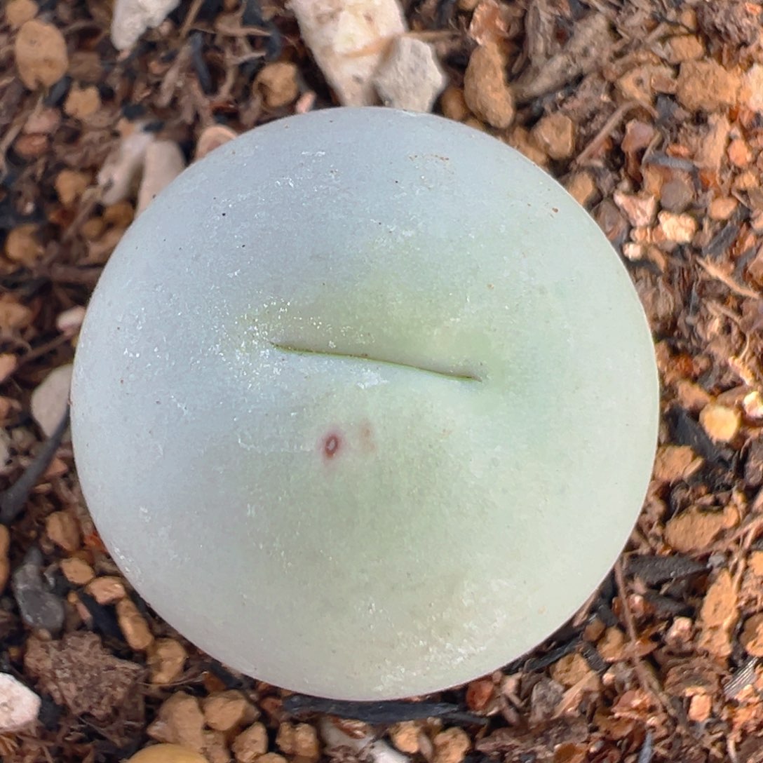 51多肉植物百科知识