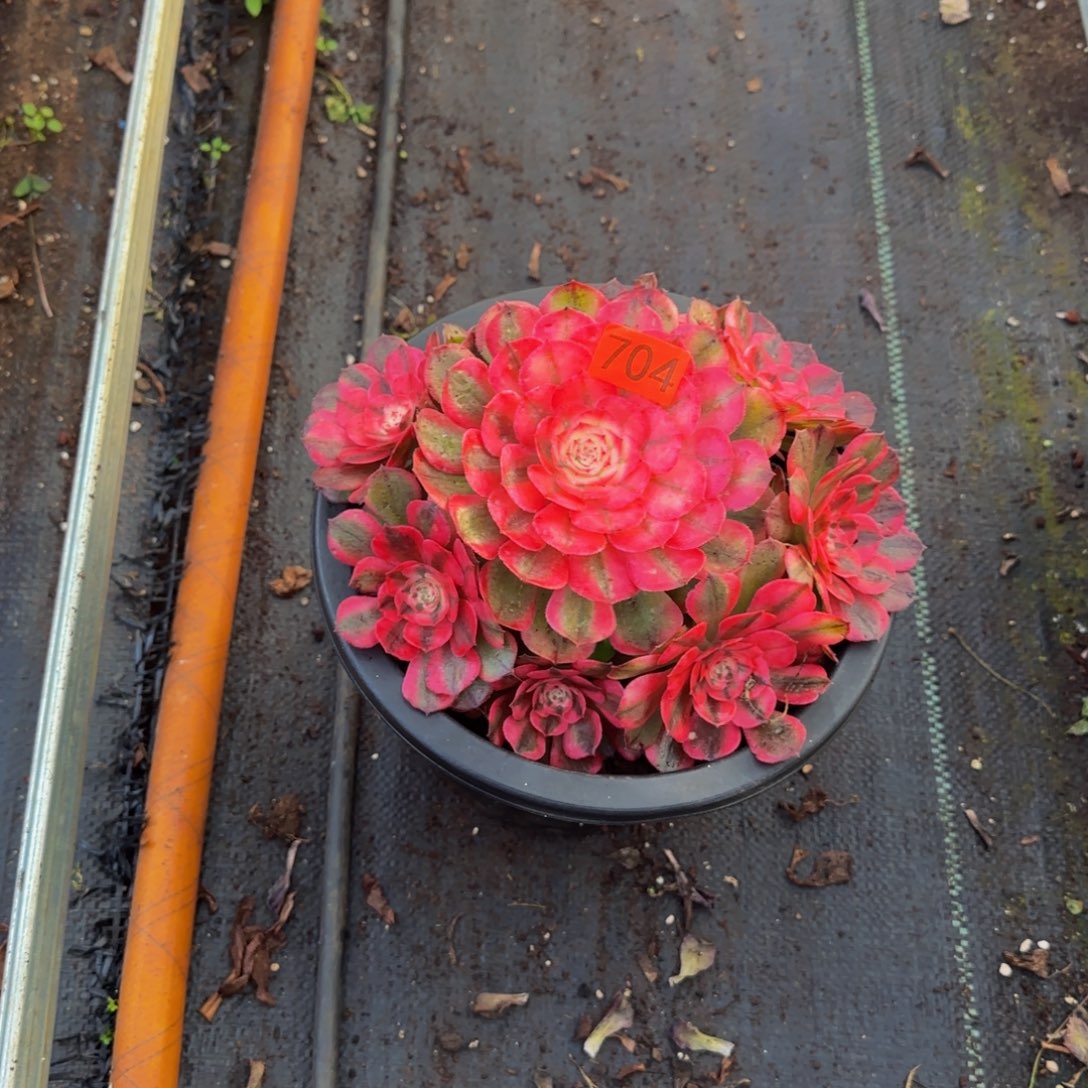 704多肉法师锦1111