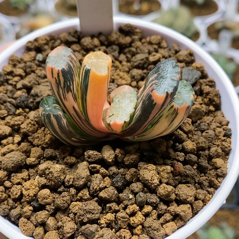 【闪购商品】120北斋玉扇锦