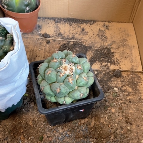 ?****?象牙仙人球25米