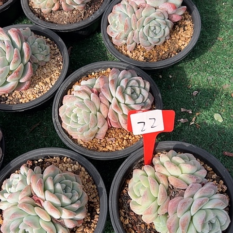 22冰玉一脱土父肉