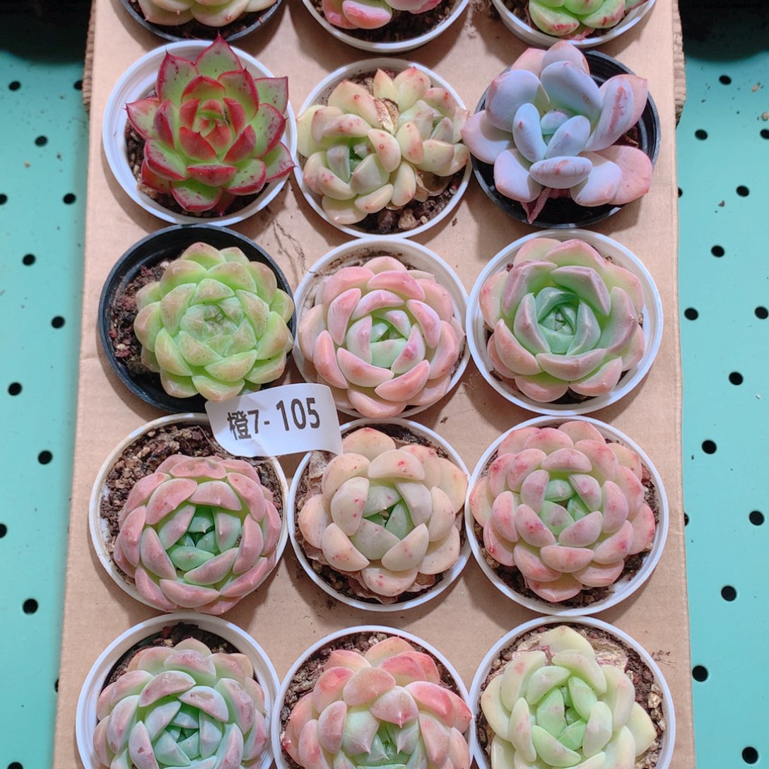 7-105一物一拍带盆18颗