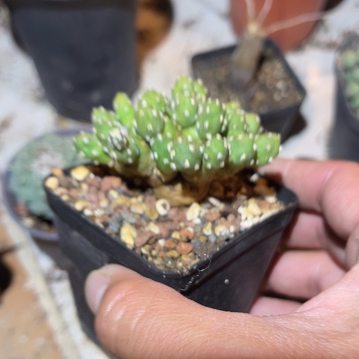 满38包邮2天凑单，脱土晾根发货多肉植物罗西安娜