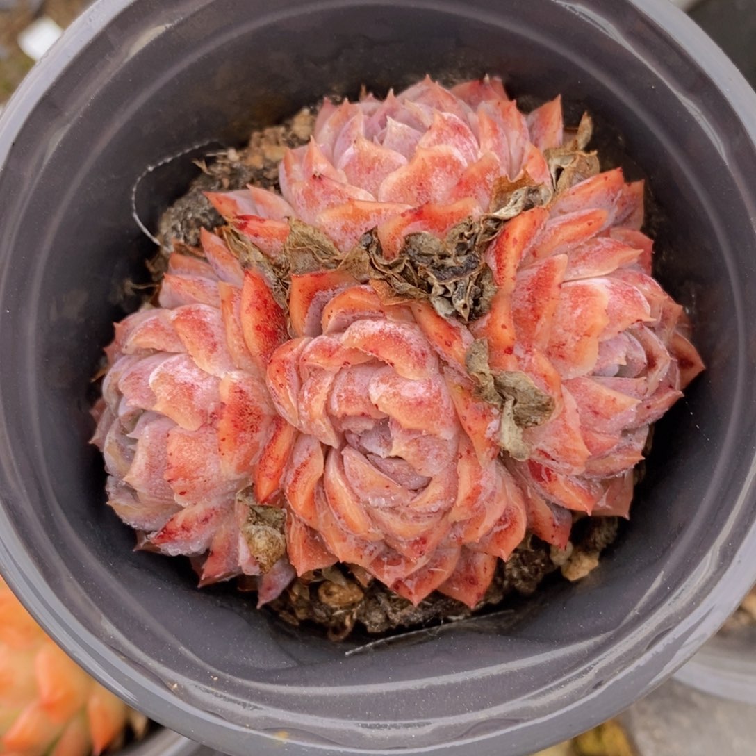 可问主播品种，下滑链接更多品种多肉选择