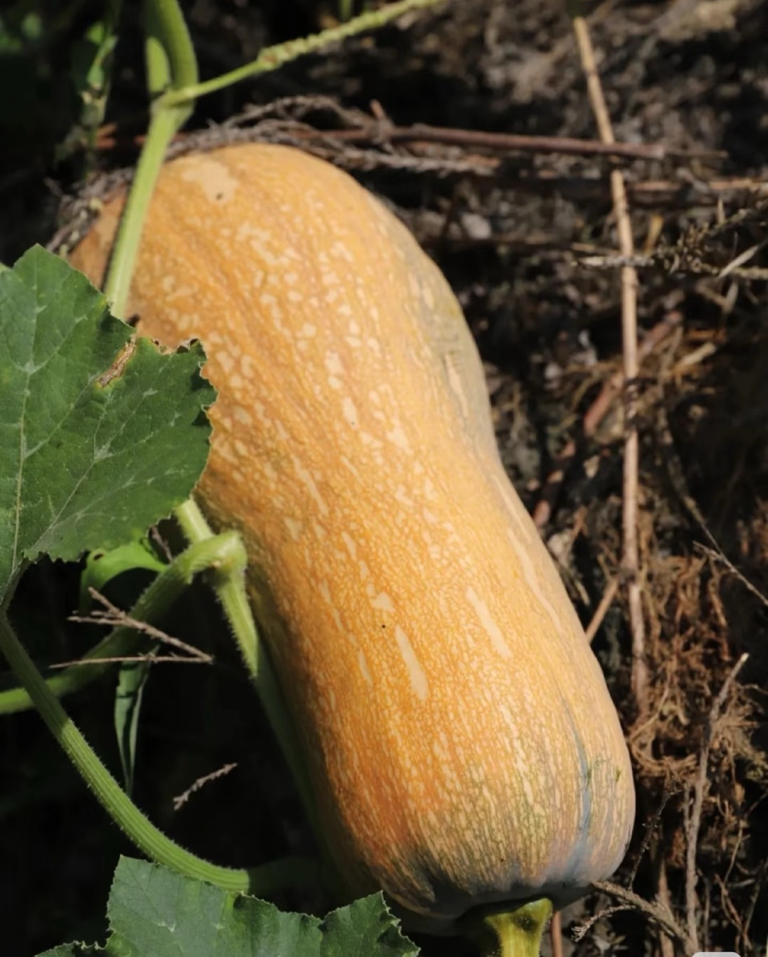 （净重5斤）云南山地蜜本老南瓜当季现摘粉糯香甜