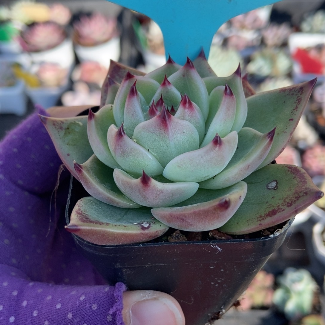 13蓝龙多肉植物多肉