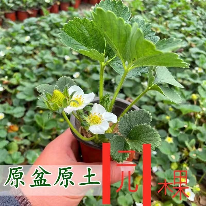 杯苗1棵