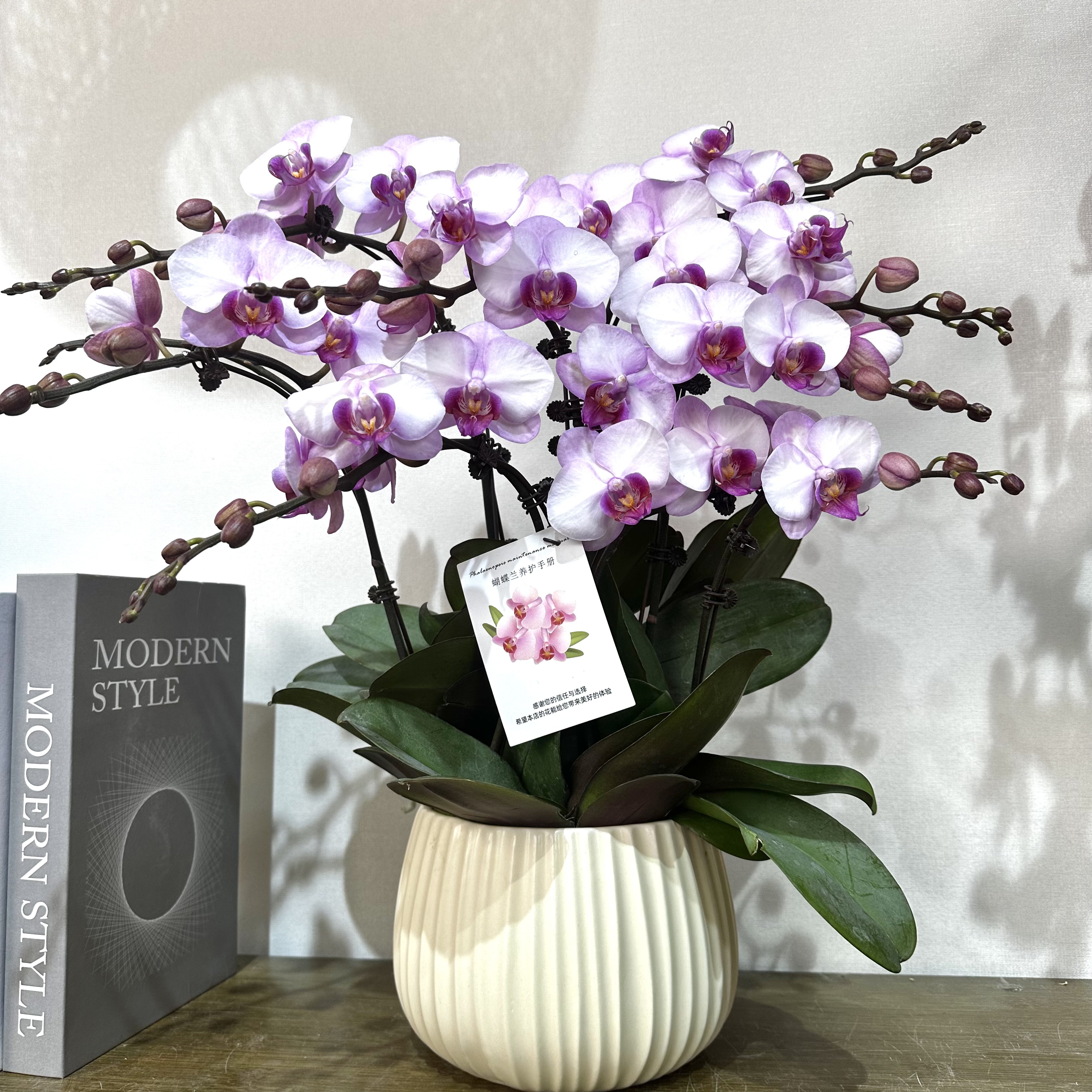 高品质组盆【豆蔻佳人】蝴蝶兰宵花爆款 花期超长带花带苞