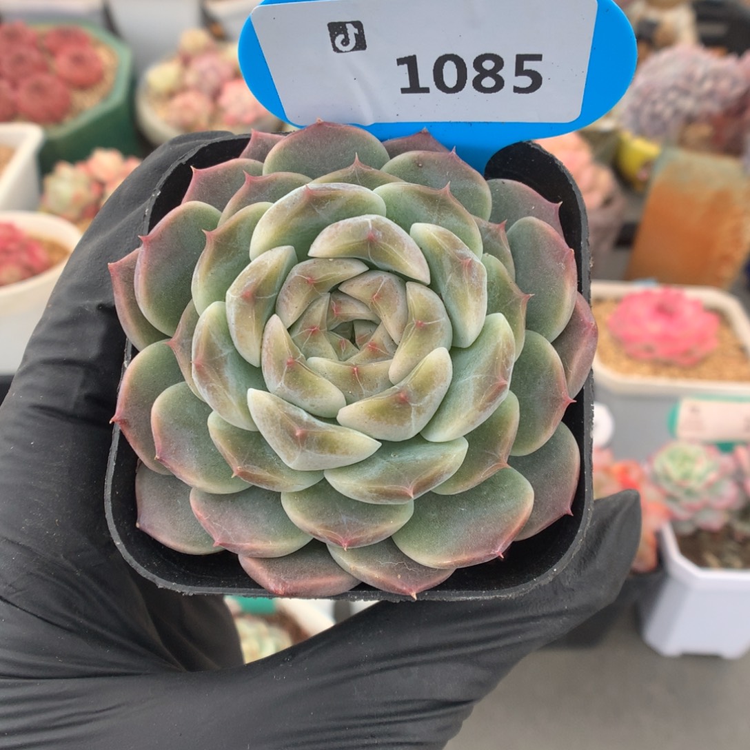 1085 绿体冰魄优选