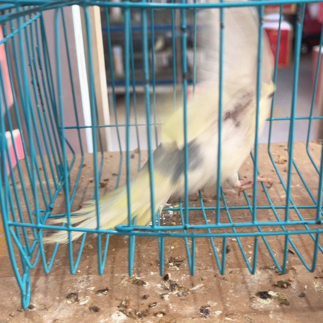 虎皮鹦鹉我的小姐姐