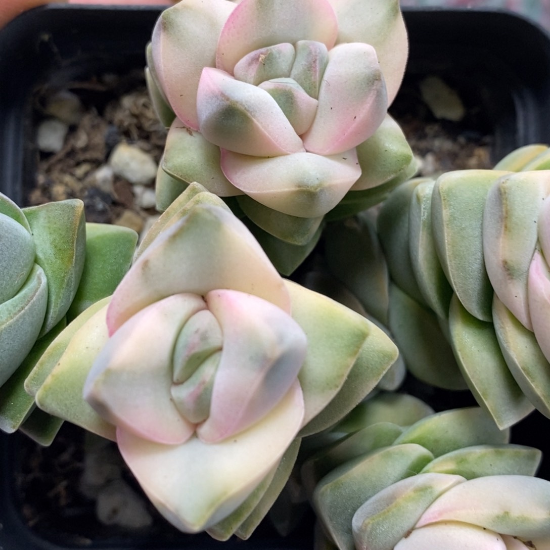 520纪之川锦变异六角