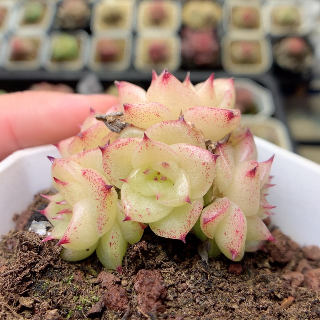 W75y y y y y y y y y y