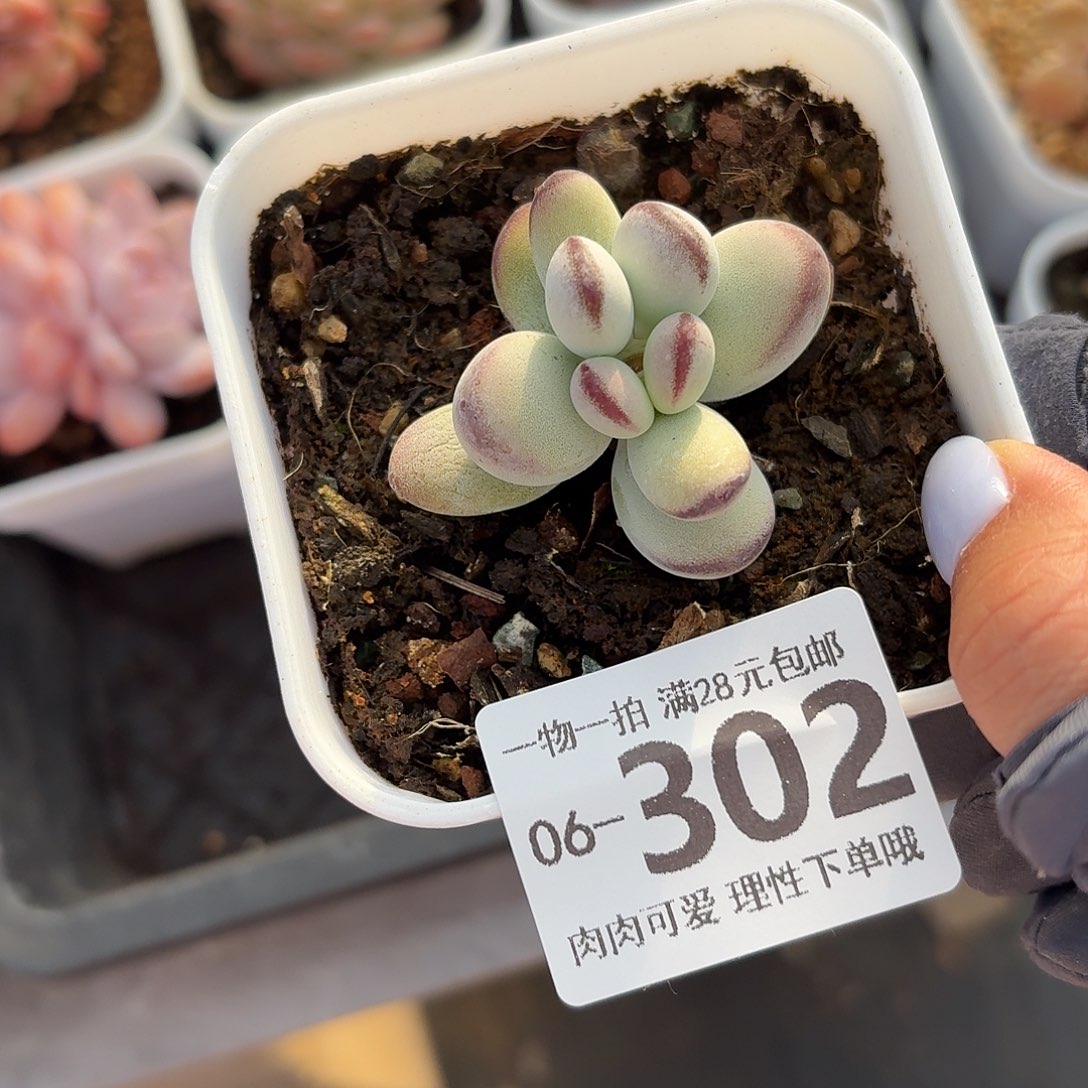 拉***丶乒乓福娘无盆土发货无