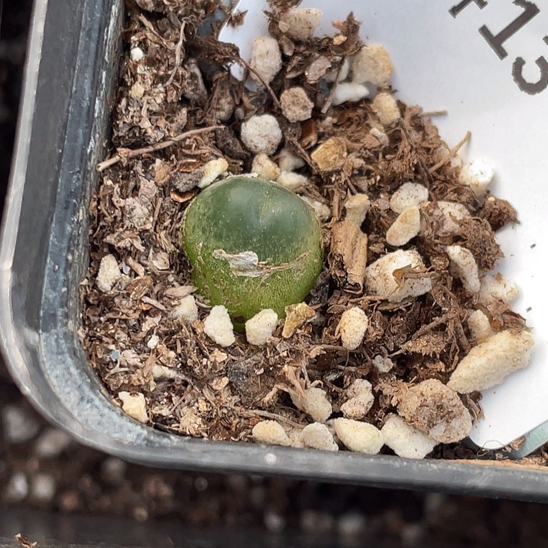 13-136拉登多肉植物