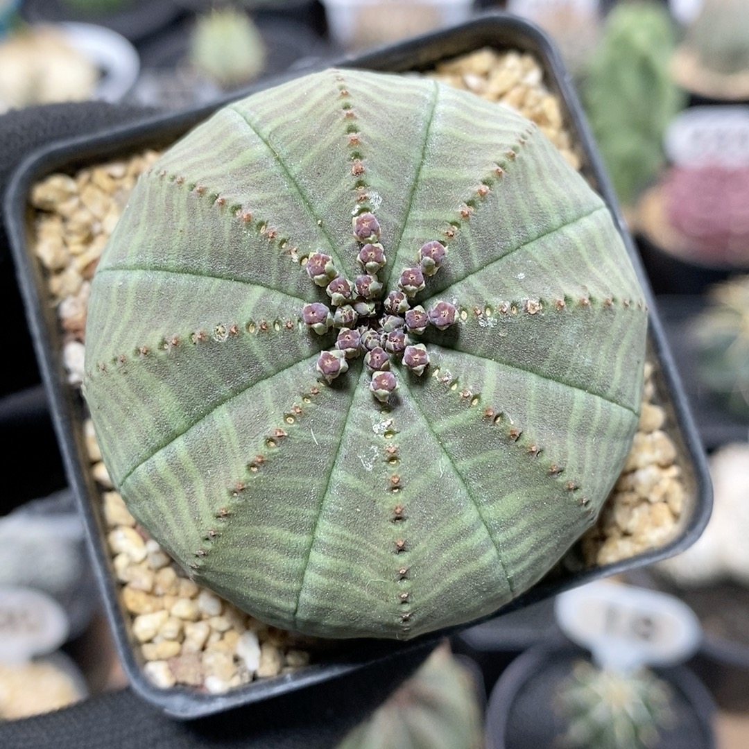 245号实生欧系布纹球5.5cm