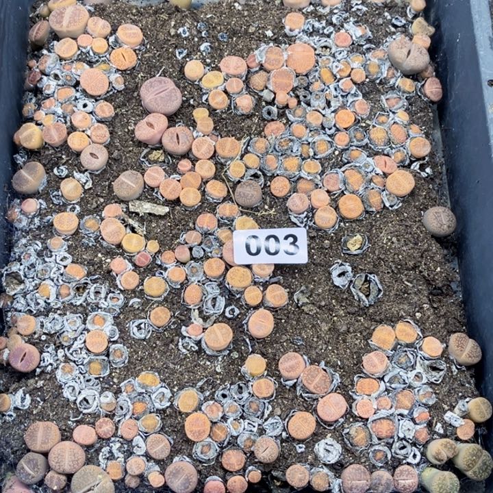 003 生石花一物一图初8陆续发货