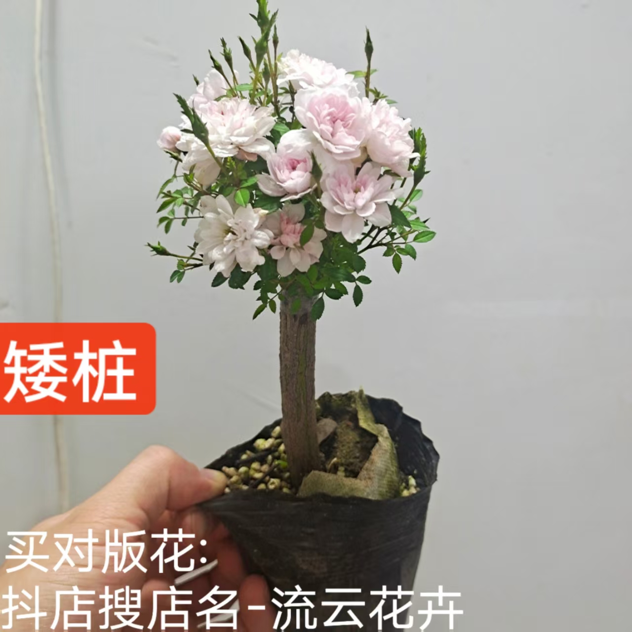 姬乙女棒棒糖月季矮桩矮杆矮霸姬乙女月季盆景瑾荷玲珑金平糖姬