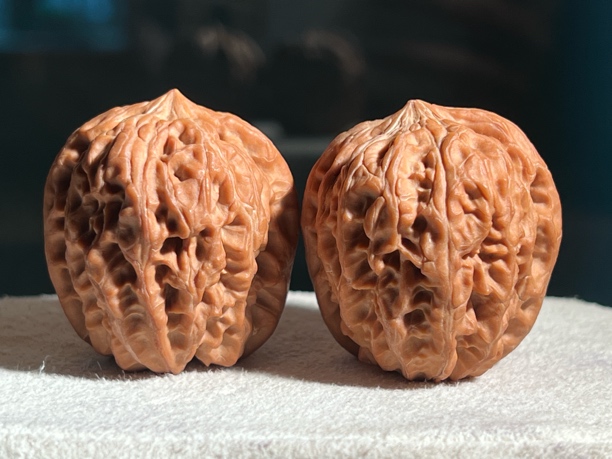 36尺原树西北将军膀