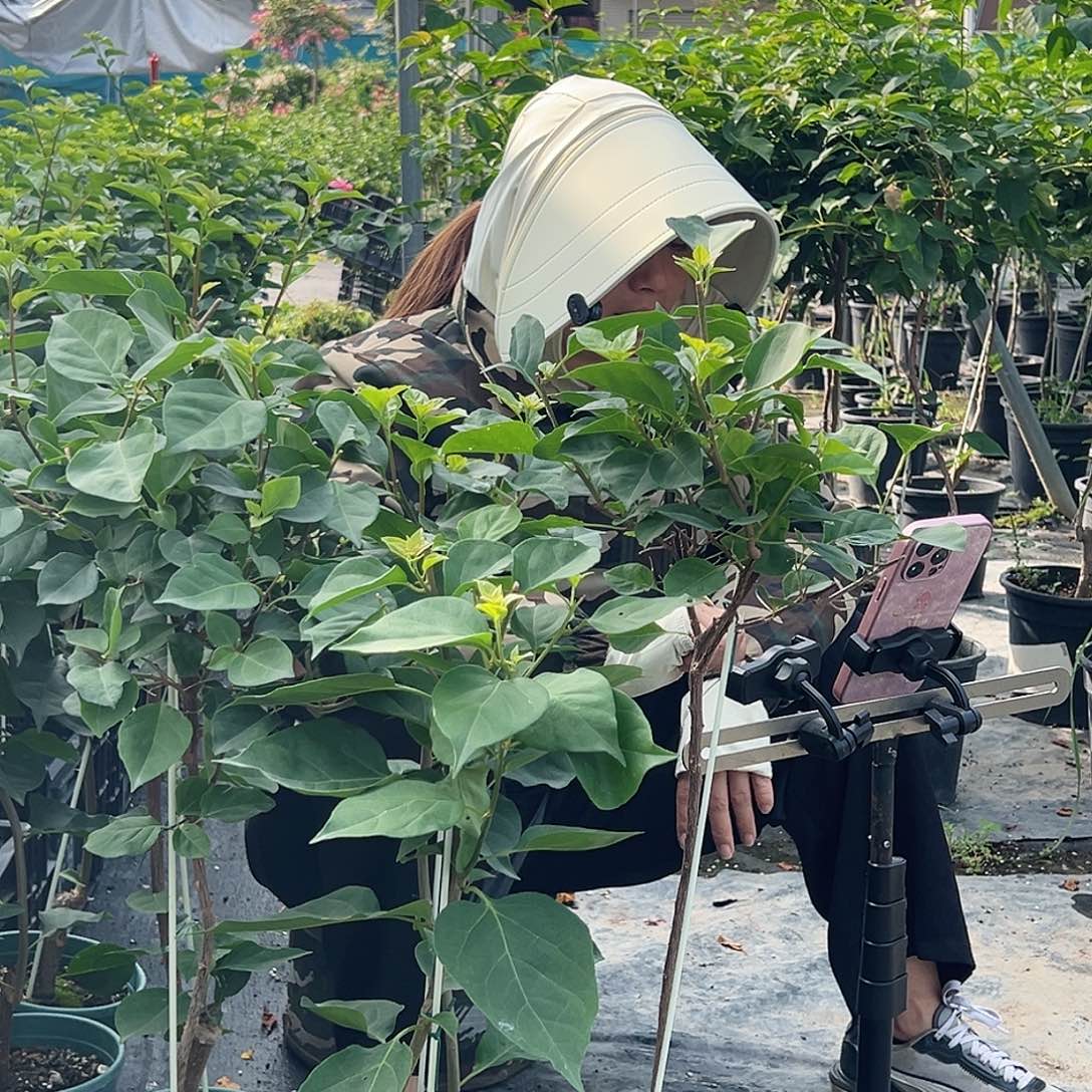 大部分开放少量花苞E26随机一颗