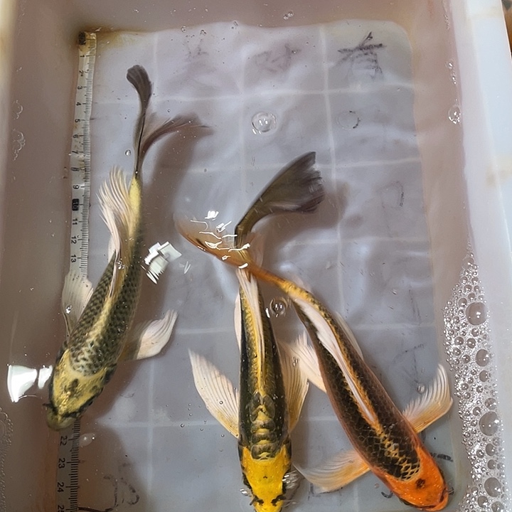 蝴蝶鲤鱼渔场直发36