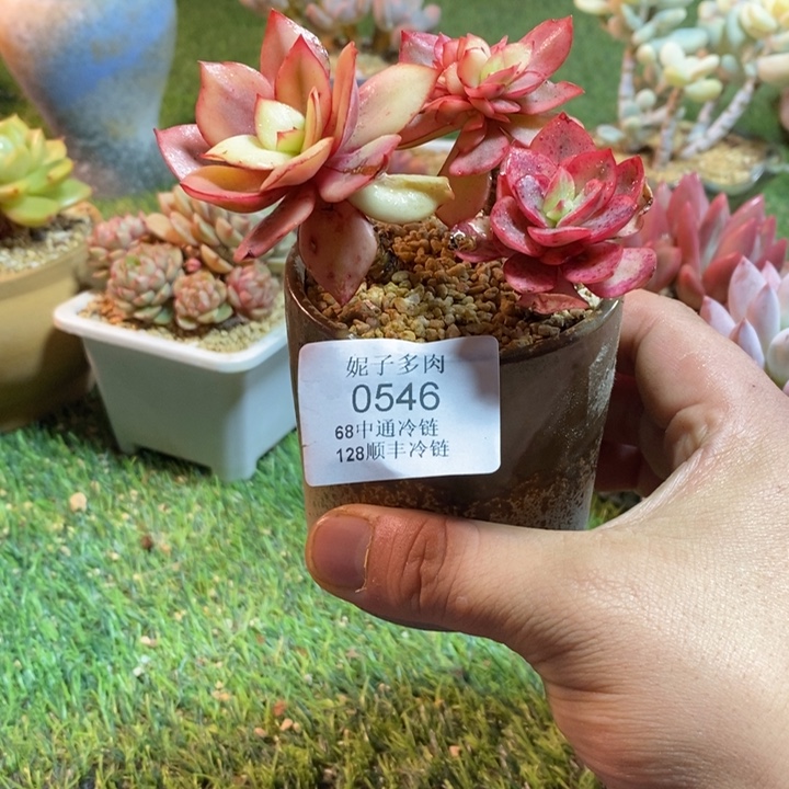 0546啊啊啊啊啊啊啊啊啊啊啊啊