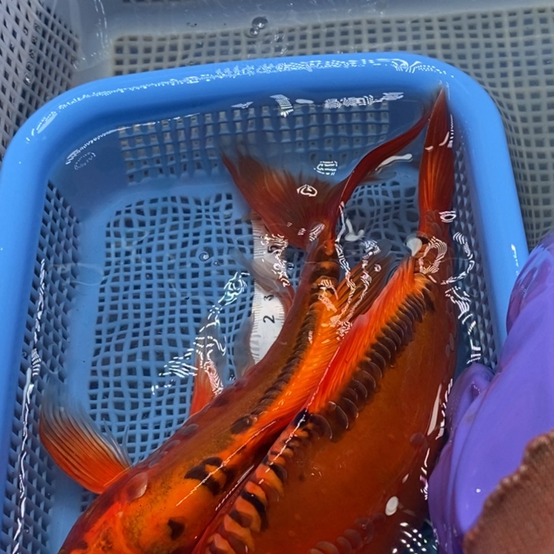 锦鲤冷水锦鲤包邮
