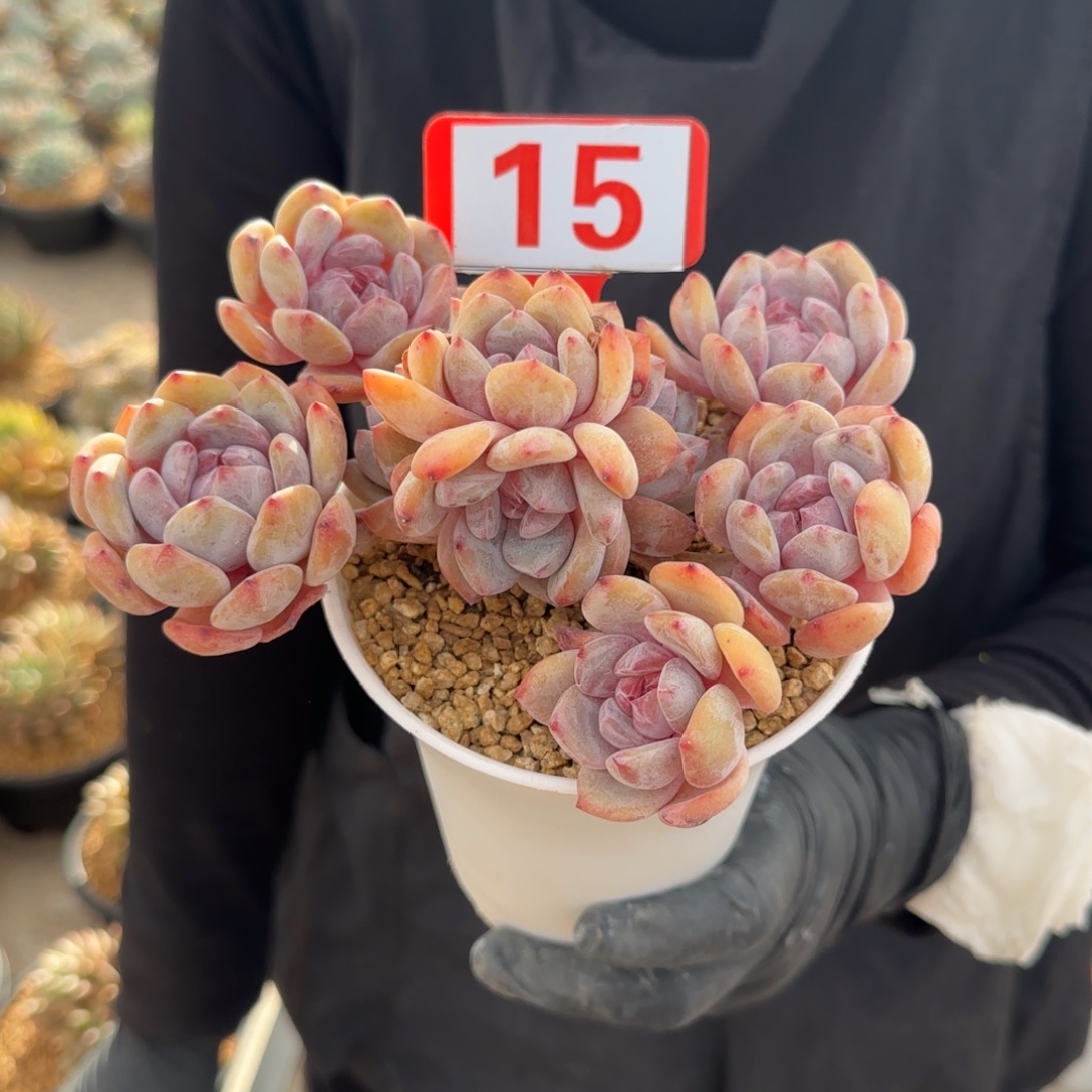 可***丽15。    石榴籽星影多肉