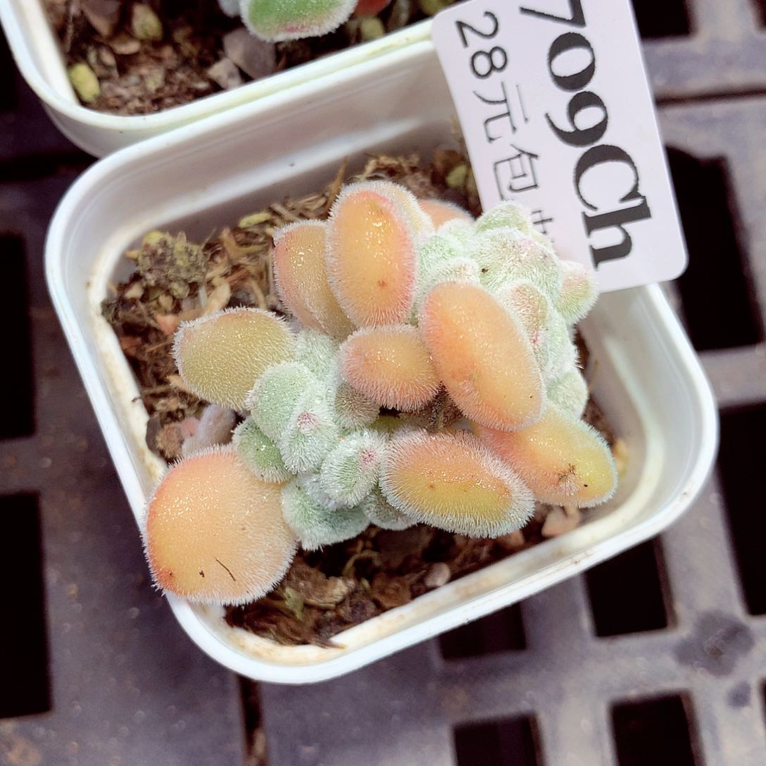 5厘米盆精控多肉709