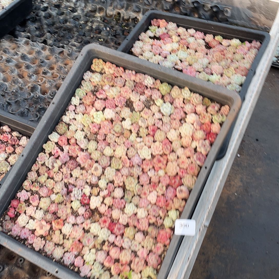 我***谁300。 定。          