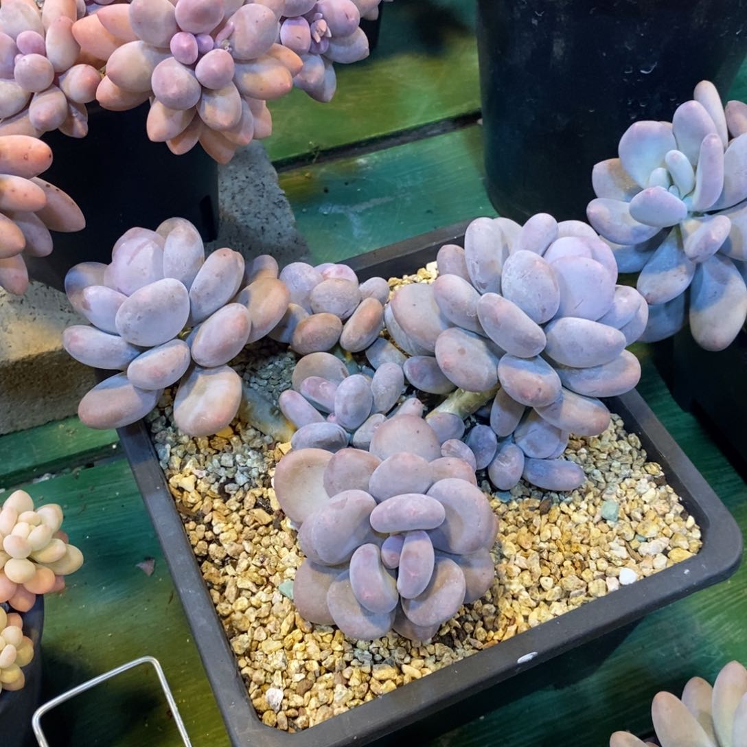 自然群桃美人1234567894