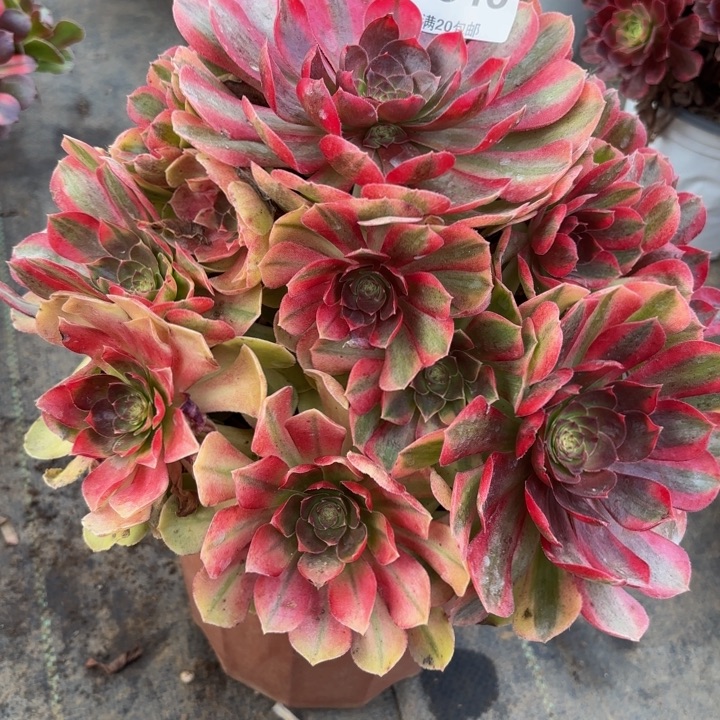 瑞妈，，，。。。。。346雨荷，