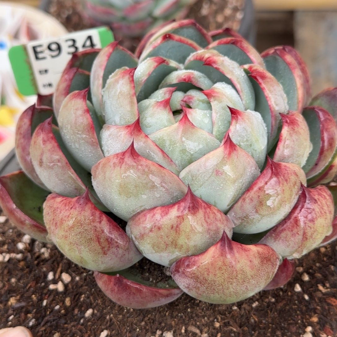 血斑拉丝惊鸿一物一拍包装收缩花旱934