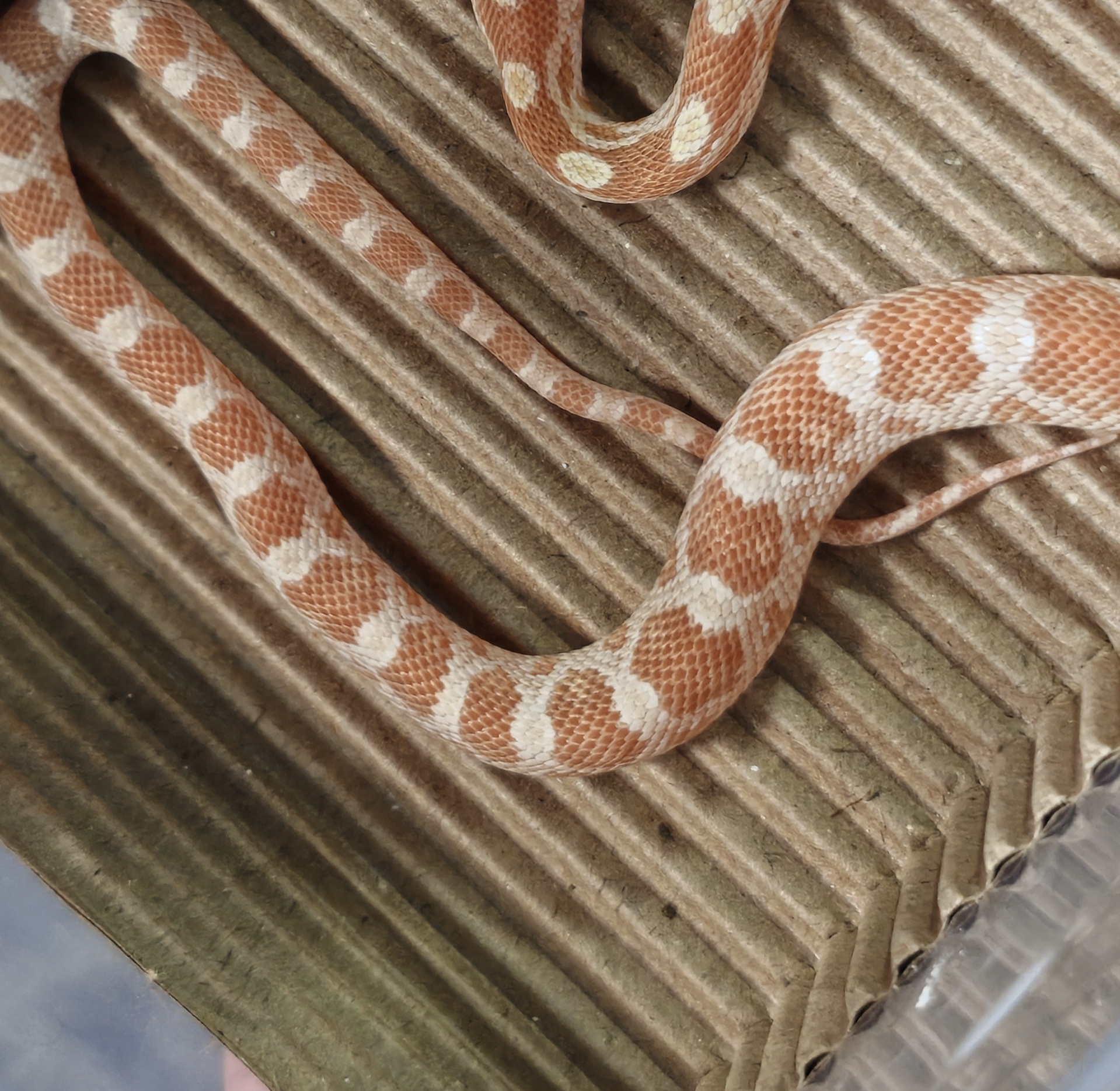 牛油 非常好看的黄色系 简单好养包上手包开食包健康