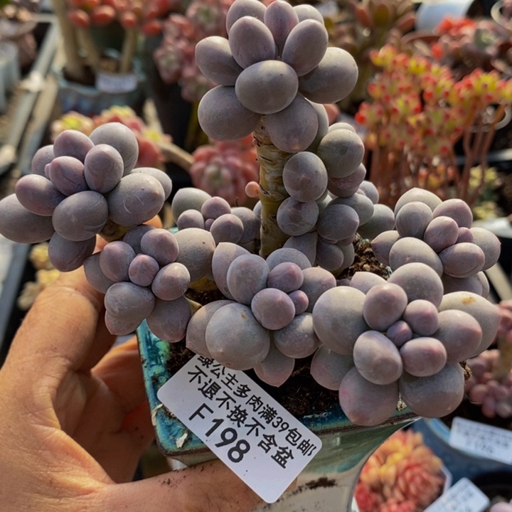 香水手指奶老桩10cm198多肉