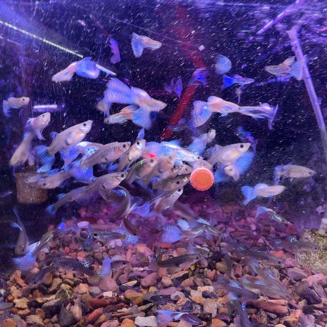 孔雀鱼红草孔雀4对(3对送1对备损)