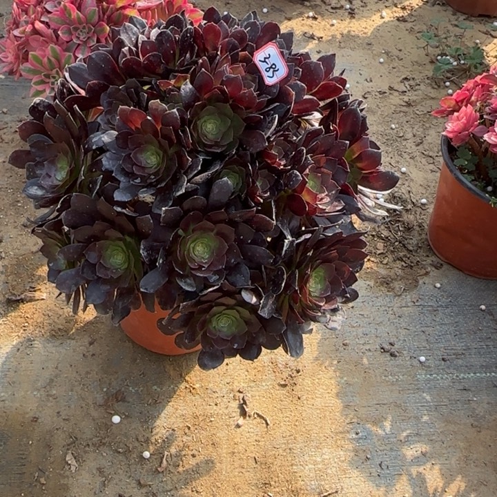 3-83赤焰莲朵朵多肉