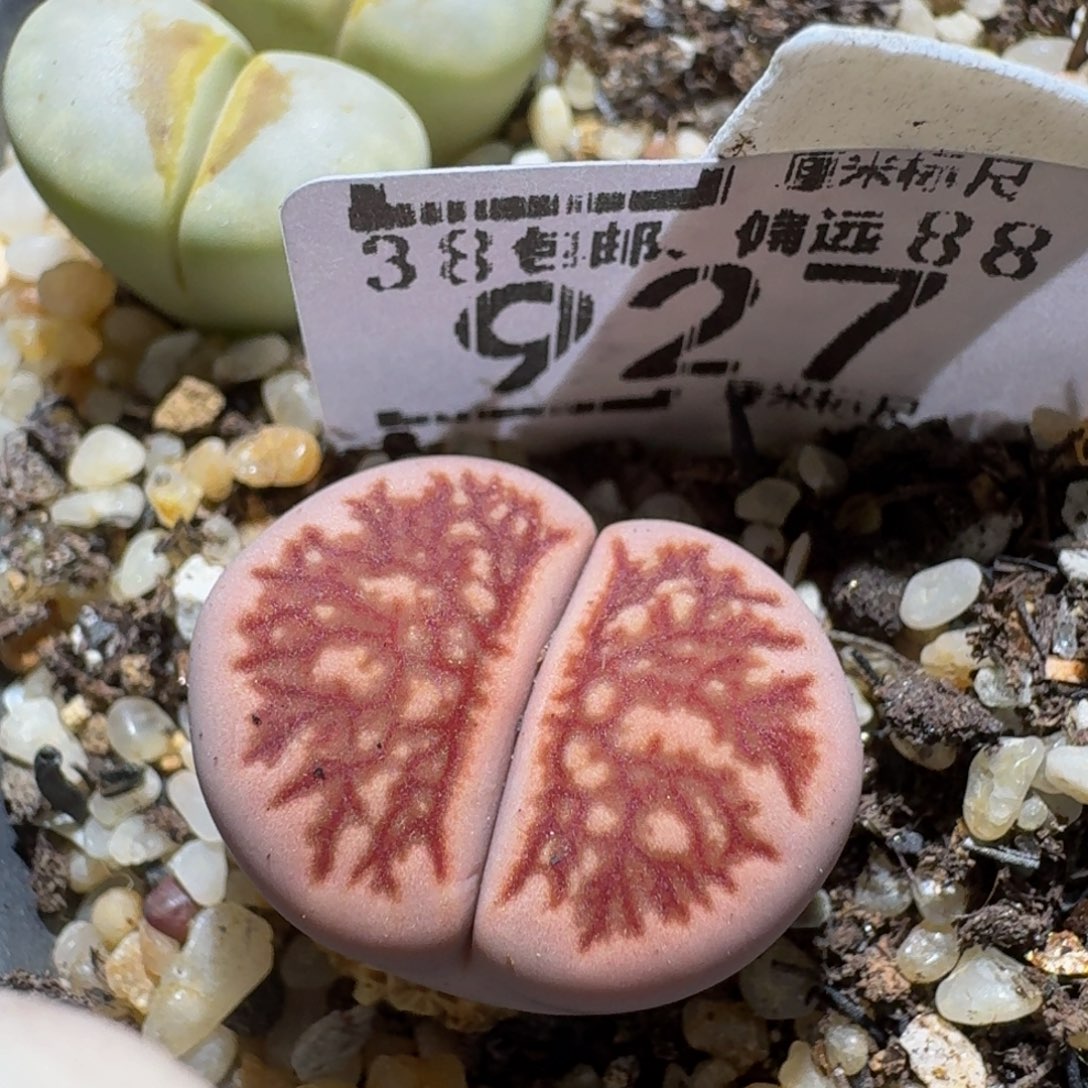 zzzzz生石花肉锥927