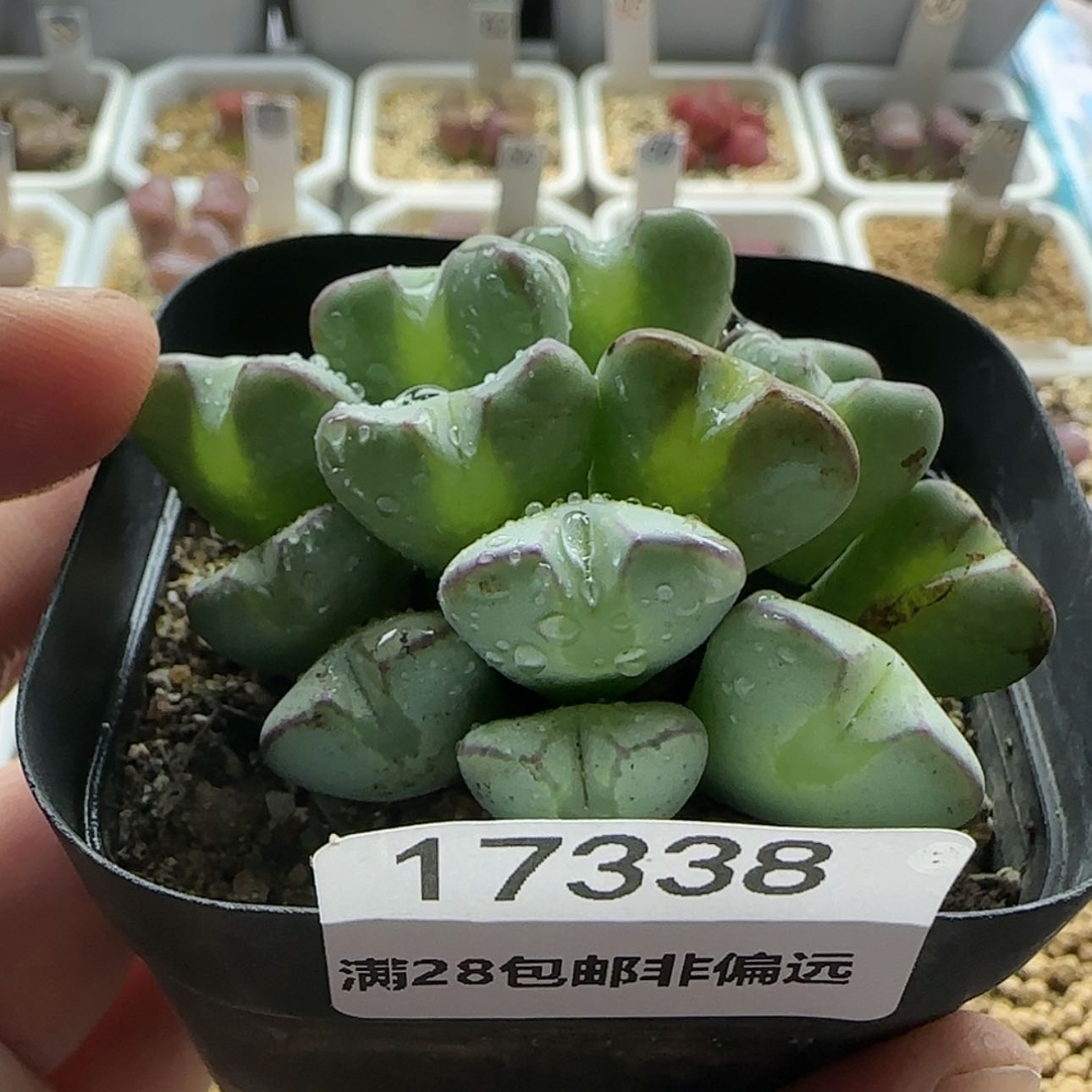 【闪购商品】17338大眼睛爱心将    