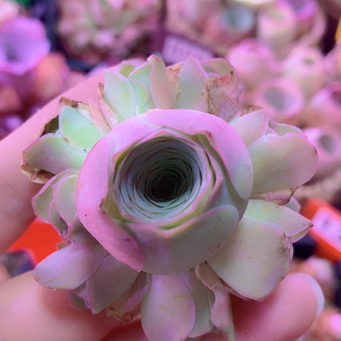 山地玫瑰手捧一物一拍004