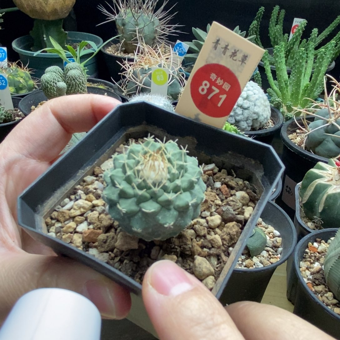 实生母本菊水3.2cm一棵仙人球