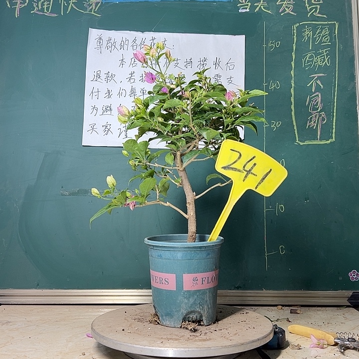 当前无花栽培后可以开花  雪紫  241