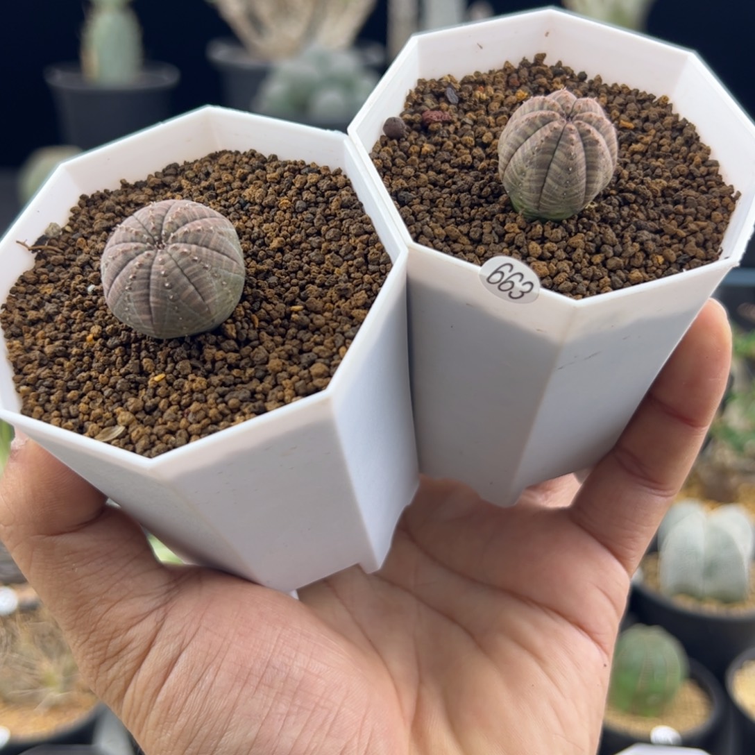 两颗欧布实生一物一拍