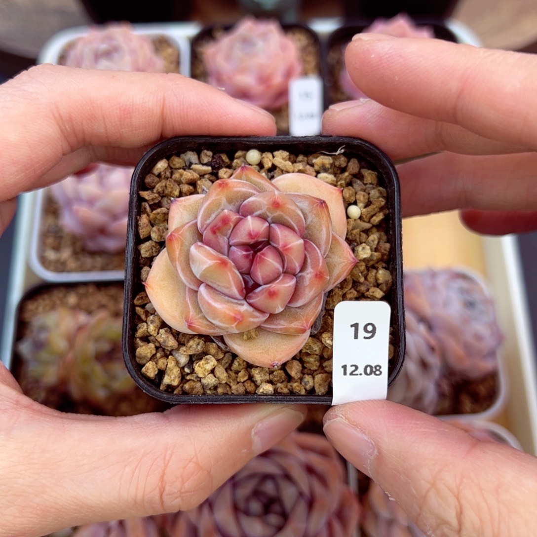 好好看19、哈哈哈哈