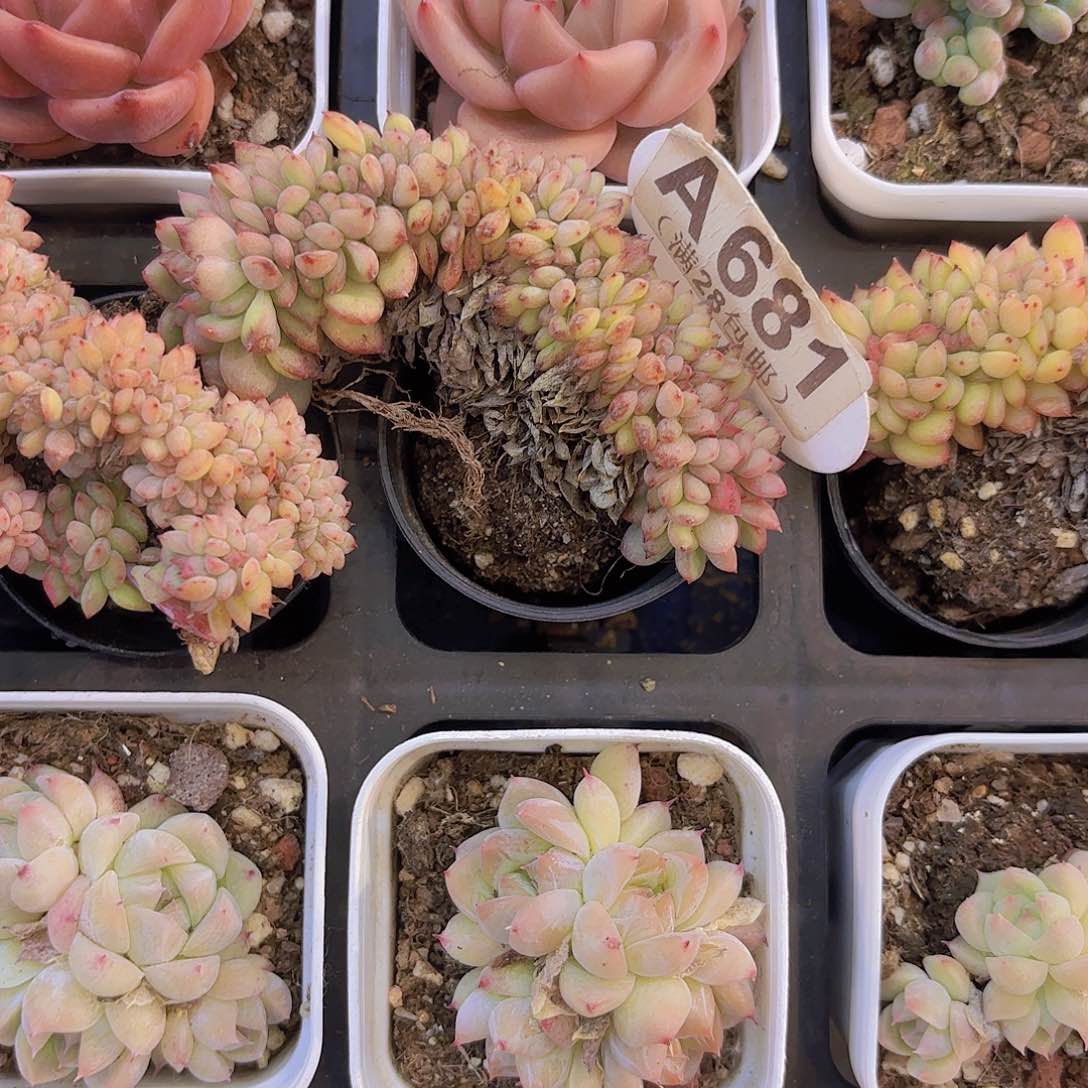 A681赛纶缀一物一拍