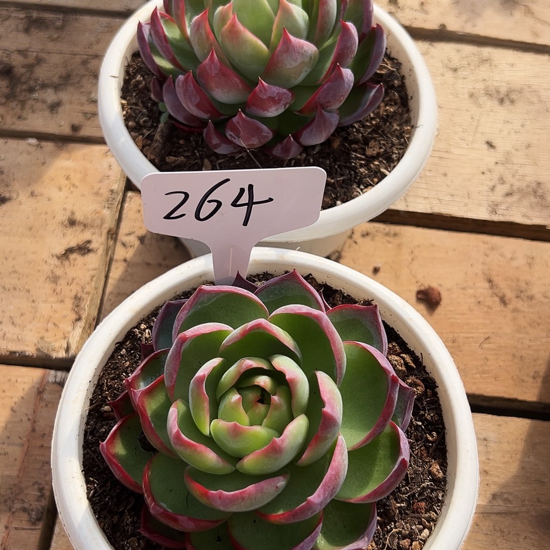 一***生惊鸿仙子一物一拍239号264号