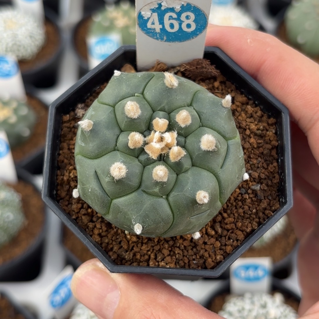 468实生龟甲兜带盆带土发货