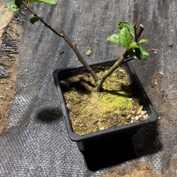 红禅衣海棠花一颗