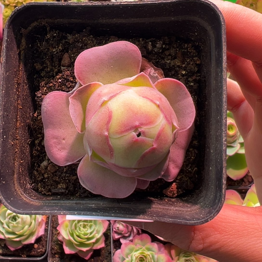 59号琼台—山地玫瑰