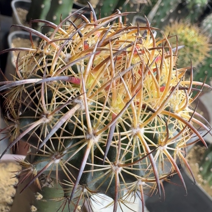 仙人球多肉植物花卉。虎爪玉